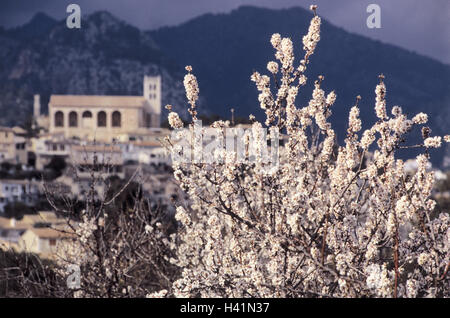 Spanien, Mallorca, Selva, Mandelbaum, Blüte, Detail, Frühling, das Mittelmeer, den Balearen, Insel, lokale Ansicht, Baum, rose Pflanze, Prunus Dulcis, Blüten, Tonsillen Blüte, Frühling, Staffel Stockfoto
