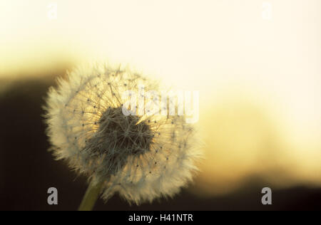 Löwenzahn, Taraxacum Officinale, Bloom, Widerrist, Atem Blume zurück Licht Pflanzen, Pflanze, Blumen, Blume, Verbundwerkstoffe, Rosette Pflanzen, Rosette Pflanze, Löwenzahn, Obststand, Samen, Frühjahr, Frühling, Natur, symbol, Konzept, zu erleichtern, fein, zart, Fil Stockfoto