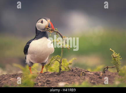 Papageitaucher (Fratercula Arctica) hält einen Zweig in seiner Schnabel, Skomer Island, Wales, UK Stockfoto