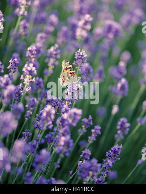 Lavendelblüten, echter Lavendel, Lavandula Angustifolia, Schmetterling, Distel Schmetterling Vanessa Cardui Lavendel Feld, kleiner Speik, Blüten, lila, Lavendelblüte, Anbau, Lavendel, Lippenblütlergattung, Blumen, Pflanzen, Nutzpflanzen, Stockfoto