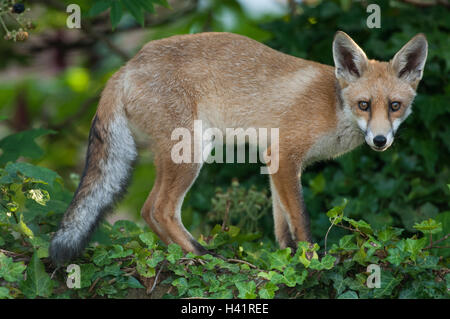 Urban Red Fox Cub, (Vulpes Vulpes) stehen an einer Wand in einem Garten von London, UK. Die Fox Cub ist weitgehend unabhängig, ca. 5-6 Monate alt. Stockfoto