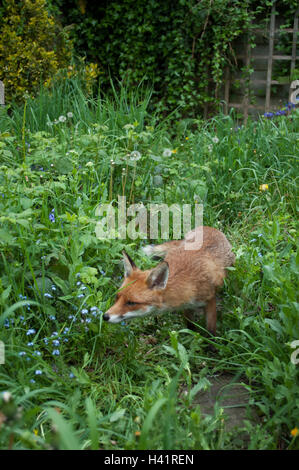 Urban Red Fox (Vulpes Vulpes) in einem Garten von London, Vereinigtes Königreich Stockfoto