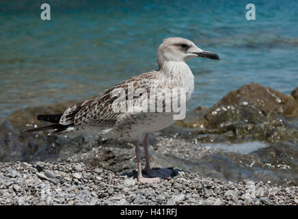 Yellow-legged Gull, Larus cachinnans (Atlantis), erste Jahr Jugendliche, Salerno, Italien Stockfoto