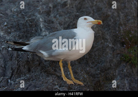 Yellow-legged Gull, Larus cachinnans (Atlantis), erwachsenen Vogel, Salerno, Italien Stockfoto
