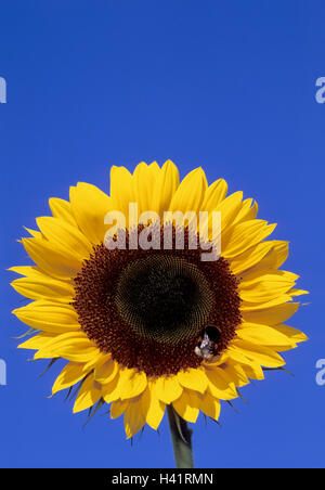 Sonnenblume (Helianthus annuus) Mit arbeiter Buff-tailed Hummel (Bombus terrestris), London, Vereinigtes Königreich Stockfoto