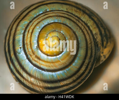 Schnecke-Shell-Reverse-ring Stockfoto