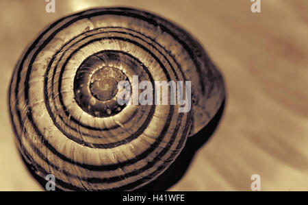 Schnecke-Shell-Reverse-ring Stockfoto