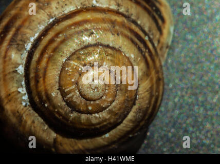 Schnecke-Shell-Reverse-ring Stockfoto