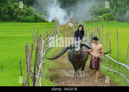 Führenden Buffalo Mann mit Frau reitet auf ihm ist zurück, Thailand Stockfoto
