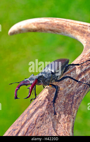 Hirschkäfer, männlich fotografiert auf einem Hirschgeweih in Hampshire England. Stockfoto