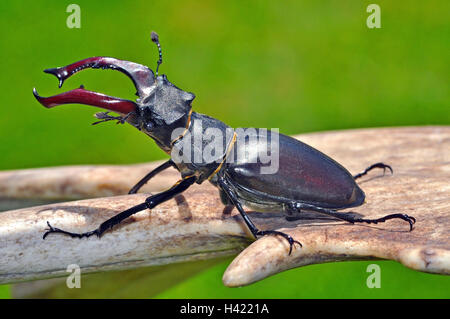 Hirschkäfer, männlich auf Hirschgeweih in Hampshire England. Stockfoto