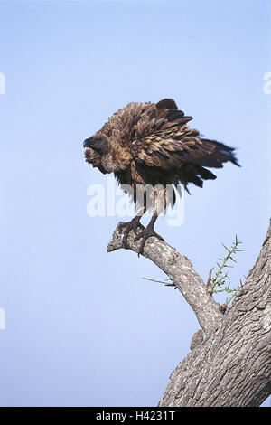 Zweig, weiße Rückseite Geier, abgeschottet Africanus, Natur, Zoologie, Tierwelt, Wildlife, Wildtier, wilde Tiere, Tiere, Tiere, Vögel, Vögel, Greifvögel, Vogel Beute Falconiformes, Vogel Beute, Greifvögel, Geier, alte Welt Geier, Aegypiinae, aufräumen Stockfoto