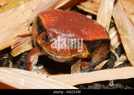 Zoo, Tomatenfrosch, Dyscophus Guineti, Terrarium, Tiere, Tier, Amphibien, Amphibien Frosch, Frosch Anura, Amphibien, Amphibien, engen Mund Frösche, Amphibien, engen Mund Frosch, Microhylidae, Dyscophus Antongilii, Discophus Antongilli, Frösche, Frosch Stockfoto