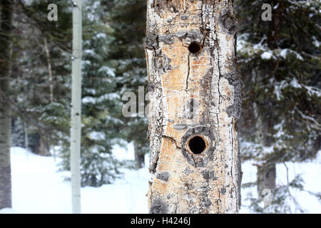 Zwei Spechthöhlen sind Dreh- und Angelpunkt in einem toten Baum in einem winterlichen Wald. Stockfoto