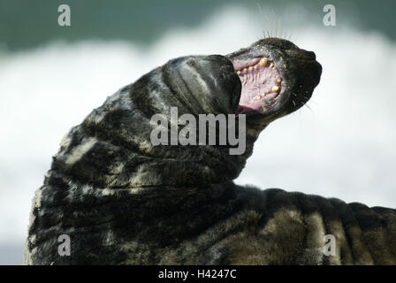 Deutschland, Schleswig - Holstein, Insel Helgoland, Strand, Kegel-Dichtung, Halichoerus Grypus, detail, Europa, Norddeutschland, Küste, Tiere, Tier, wilde Tiere, wilde Tiere, Säugetiere, Säugetier, Raubtiere, Raubtier, Hundsrobben, Hund zu versiegeln, Robben, Siegel, Lüge, Sand, Stockfoto