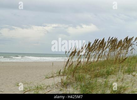 Hohen Sehafer auf den Sanddünen am Strand. Stockfoto