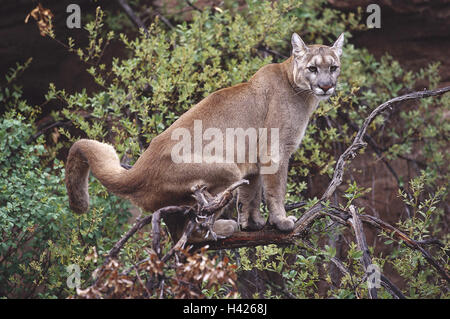 Holz, Zweig, Puma, Puma Concolor, Wachsamkeit, Tierwelt, Wildnis, Wildtiere, Tiere, Tier, Säugetiere, Säugetier, wilde Tiere, wildes Tier, Raubtier, Raubkatze, Felidae, Cougar, Kuguar, Berglöwen, Silber Löwe, Felis Concolor, wachsam Stockfoto