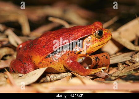 Zoo, Tomatenfrosch, Dyscophus Guineti, Terrarium, Tiere, Tier, Amphibien, Amphibien Frosch, Frosch Anura, Amphibien, Amphibien, engen Mund Frösche, Amphibien, engen Mund Frosch, Microhylidae, Dyscophus Antongilii, Discophus Antongilli, Frösche, Frosch Stockfoto