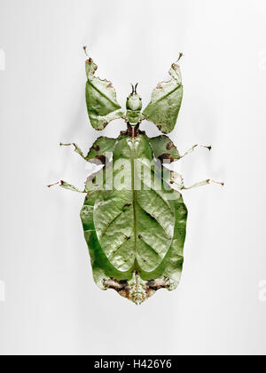 Wanderndes Blatt, Phyllium Giganteum,, grün, Weiblich, Tier, Insekten, Ghost Heuschrecken, Heuschrecken,, Geradflügler, Pflanzenfresser, Gespenstschrecke, Symbol, Anpassung, Tarnung, Studio, Wohnung, freie Platten,, Lebensraum, Malaysia, Cameron Highlands Stockfoto