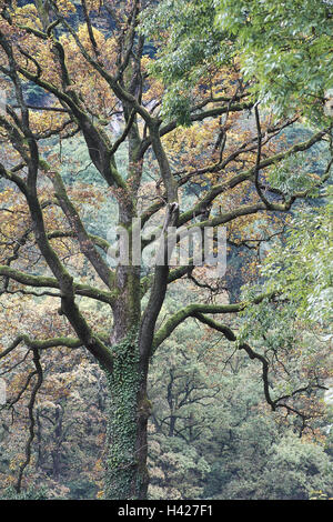 Holz, Eiche, Detail, Herbstpflanzen, Laubbäume, Bäume, Baum, Stamm, Stamm, Efeu, bedeckt, Wachstum, Natur, Vegetation, Lebensraum, Ökologie, grüne, herbstliche, Herbstfärbung, Baumkrone, Äste, Zweige, Symbol, Konzeption, Zweige, Filiale Bifurkationen, Richtungen, Alter Mensch, Widerstand, Größe, Höhe, unglaublich, imposant Stockfoto