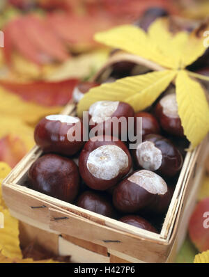 Korb, Kastanien, rote Rosskastanie, Aesculus x Carnea, Blätter, Herbst Fleisch rot Pferd Kastanien, Pavie, Aesculus Rubicunda, Kastanien, Kastanien, Kapseln, Peel, stacheligen, öffnete, Kapseln, Samen, Natur, Saison, Ernte, sammelt, Herbstlaub, ch Stockfoto