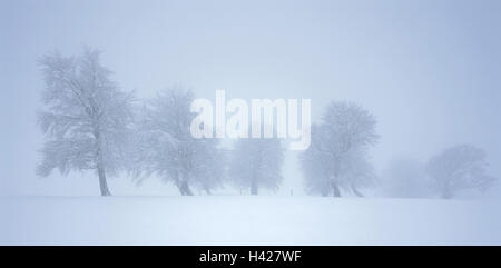 Winterlandschaft, Bäume, buchen, Fagus Sylvatica Landschaft, Natur, Jahreszeit, Winter, Schnee, Frost, kalt, laubabwerfende Bäume, buchen, tief verschneiten Jahreszeit, grau, dumpf, kläglich, Isolation, Einsamkeit, Stille, Deutschland, Baden-Württemberg, Schauinsland, pan Stockfoto