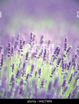 Lavendelblüten, echter Lavendel, Lavandula Angustifolia, Lavendelfeld, kleiner Speik, Blüten, lila, Lavendelblüte, Anbau, Lavendel, Lippenblütlergattung, Blumen, Pflanzen, Feld, Wirtschaft, Landwirtschaft, Nutzpflanzen, Kulturpflanzen, Medicina Stockfoto