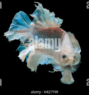 Betta Fische, Kampffische, siamesische Kampffische auf schwarzem Hintergrund isoliert Stockfoto