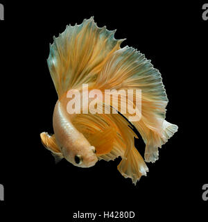 Gold Betta Fische, Kampffische, siamesische Kampffische auf schwarzem Hintergrund isoliert Stockfoto