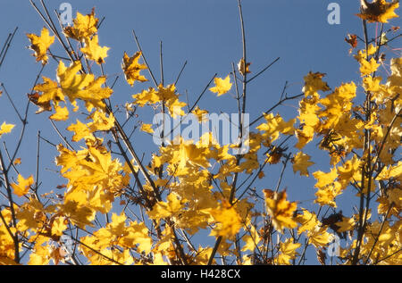 Baum, Ahorn, Detail, Zweige, Herbstlaub, Ahornbaum, Laubbaum, Zweige, aufgegeben, Laub, Ahorn, verlassene, herbstlich, Herbstfarben, Saison, Natur, blauen Himmel, wolkenlos, Herbst, Stockfoto