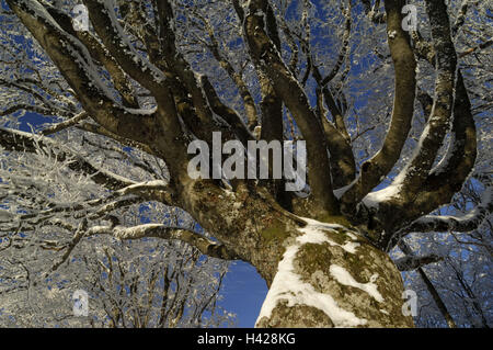 Buche, Fagus Sylvatica, Baum, Winter, alte, gnarledly, Schnee-bedeckten Stockfoto