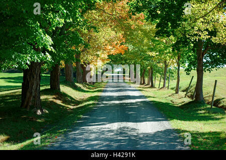 Eine generische Feldweg, Ulmen und Eichen gesäumt Stockfoto