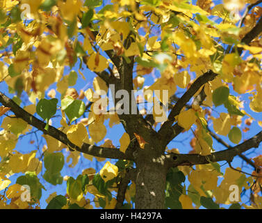 Linde, Tilia spec, Detail, Herbstlaub, Natur, Botanik, Vegetation, Pflanze, Baum, breitblättrigen Baum, Äste, Zweige, Laub, Blätter, Farbstoffe, herbstliche, gelb, Saison, Herbst, Stockfoto