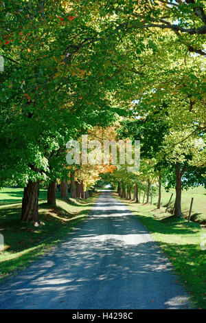 Eine generische Feldweg, Ulmen und Eichen gesäumt Stockfoto