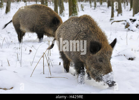 Wildschweine, Sus Scrofa, Schnee, Futter suchen, mittlere Nahaufnahme, Holz, Säugetiere, Tiere, zwei, Wildtiere, Wirbeltiere, Säugetiere, hungrig, Klauentieren Tier, kalt, tierischen Welt, Wildlife, Schnauze, Winter, Natur, Stockfoto