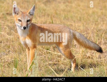 Ein einsamer Swift fox in kurzer Rasen Prärie in den Krater des Moon National Monument in Blaine County, Idaho. Stockfoto