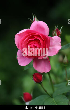 Rosen, rot, Stockfoto