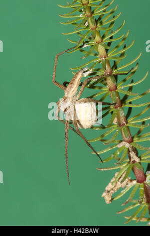 Räuberische Spinne, Eikokon, Stockfoto