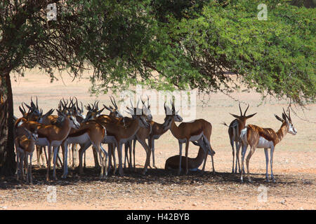 Springbok konzentriert sich im Schatten eines Baumes, Springbock, Stockfoto