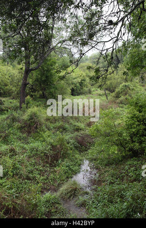 Landschaft in der Gastwirt Nationalpark, Holz, Stockfoto