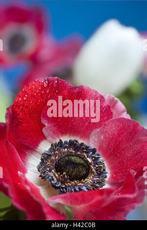 Garten-Anemone, mittlere Nahaufnahme, Anemone, Garten Anemone, Anemone Krone Krone Anemone, Schnittblumen, Butterblume, rot, Tabelle Termine, Crowfoot Pflanzen, Tulpe, Frühling, Tautropfen, Tropfen Wasser Stockfoto