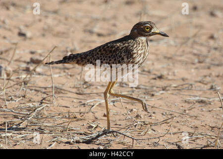 Kaptriel, Spotted Dikkop, Stockfoto