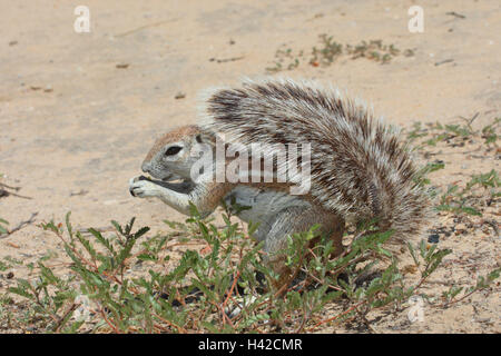 Cape Erdhörnchen, Kap-Borstenhörnchen, Stockfoto