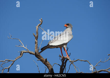 Weißen Bürzel Song Habicht, blasse Chanting Goshawk, Stockfoto