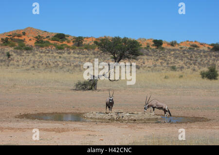 Spucken Sie Voltigieren Pferde in die Tränke, Oryx, Stockfoto