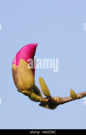 Magenta-Magnolie, Magnolia Liliiflora, Knospe, Detail, Stockfoto