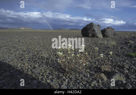 Island, Highland, Landschaft, Lavastein, Blumen, Regenbogen, Island, Insel, Landschaft, Lava-Landschaft, Vulkan Landschaft, Himmel, Cloudies, Breite, Abstand, Einsamkeit, verlassenen, spärlich, Steinen, Felsen, Natur, natürliches Phänomen Stockfoto