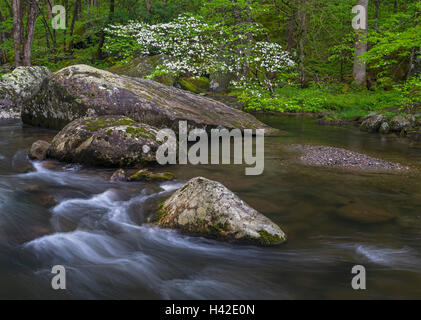 Great-Smoky-Mountains-Nationalpark, Tennessee: blühende Hartriegel auf dem mittleren Stift Flüsschen im Frühjahr Stockfoto