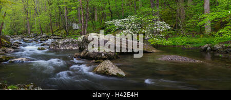 Great-Smoky-Mountains-Nationalpark, Tennessee: blühende Hartriegel auf dem mittleren Stift Flüsschen im Frühjahr Stockfoto