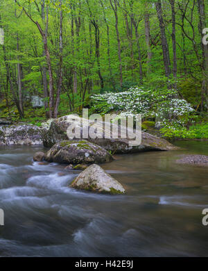 Great-Smoky-Mountains-Nationalpark, Tennessee: blühende Hartriegel auf dem mittleren Stift Flüsschen im Frühjahr Stockfoto